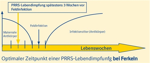 ferkel-impfchema